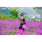 VÉ CÁP TREO FANSIPAN