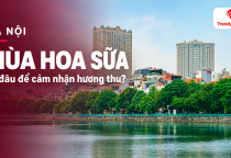 [HÀ NỘI] Mùa hoa sữa Hà Nội: đi đâu để cảm nhận rõ hương thu?