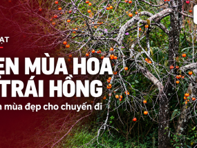 [ĐÀ LẠT] Đà Lạt mùa nào đẹp? Hẹn chuyến đi theo mùa hoa và trái hồng