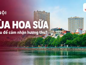 [HÀ NỘI] Mùa hoa sữa Hà Nội: đi đâu để cảm nhận rõ hương thu?