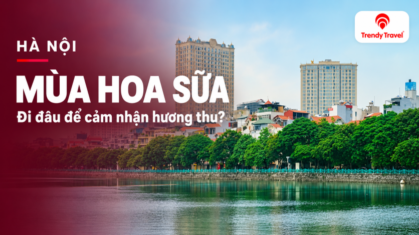 [HÀ NỘI] Mùa hoa sữa Hà Nội: đi đâu để cảm nhận rõ hương thu?